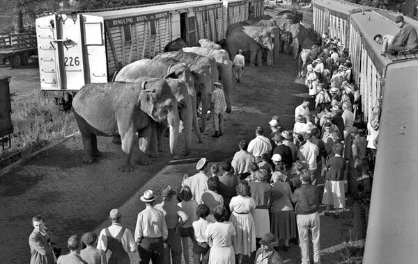 the-elephant-walk-in-peninsula