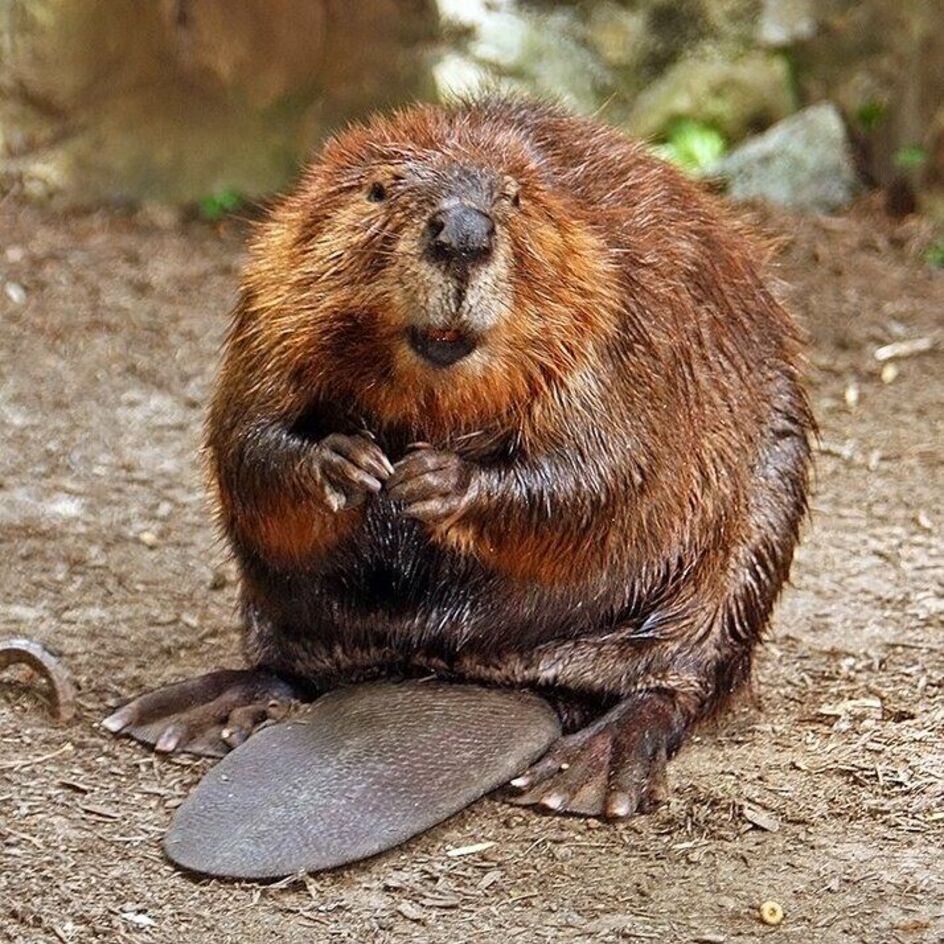 Photo of beaver