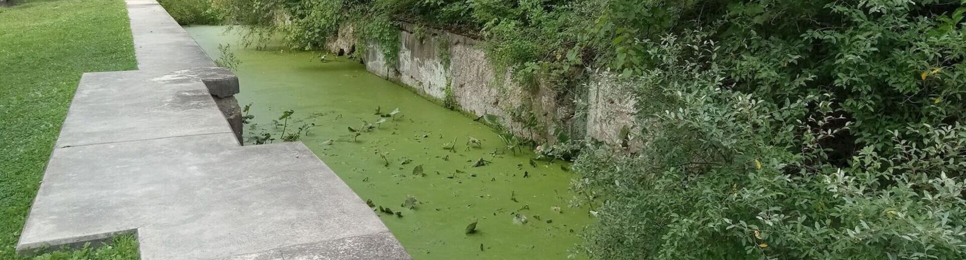 A photo of a concrete lock, filled with water and greenery.