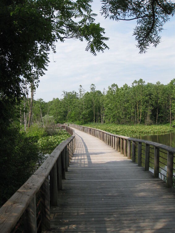Wooden Bridge over a marsh in a wooded area